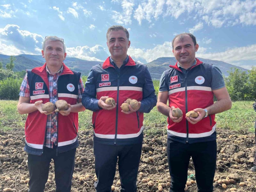 Kastamonu'da Deneme Amaçlı Ekilen Patates, İki İlçenin Geçim Kaynağı Oldu