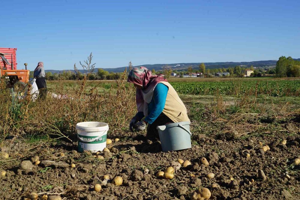 Kastamonu'da Deneme Amaçlı Ekilen Patates, İki İlçenin Geçim Kaynağı Oldu