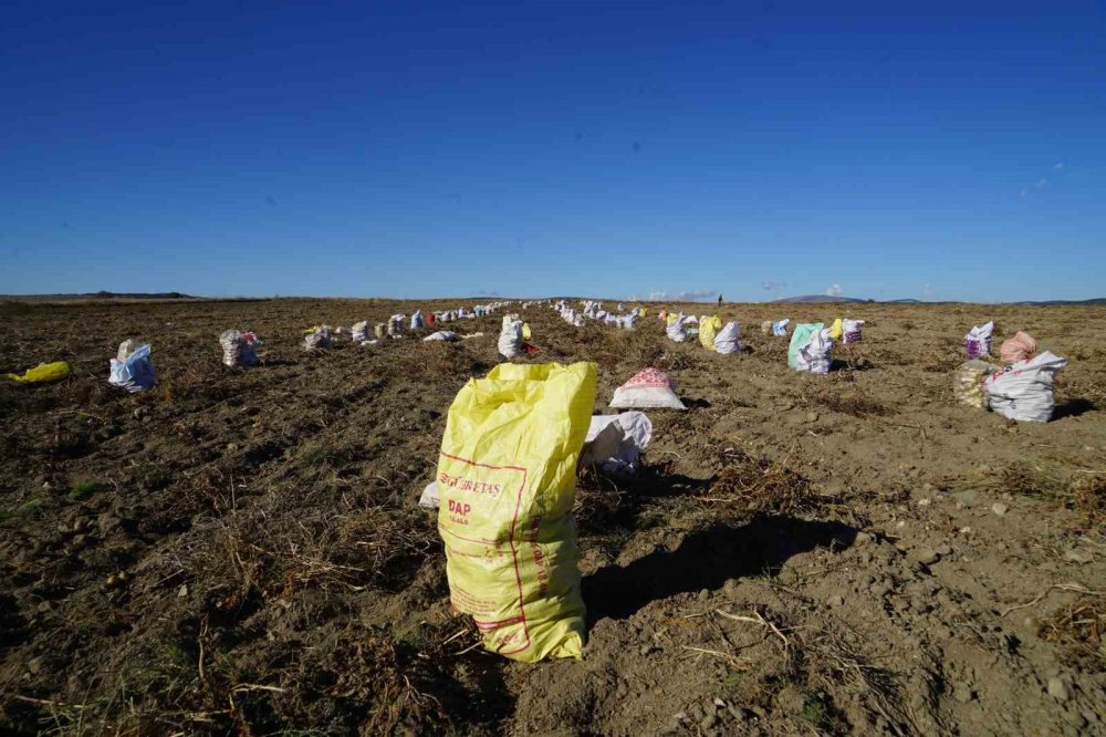 Kastamonu'da Deneme Amaçlı Ekilen Patates, İki İlçenin Geçim Kaynağı Oldu