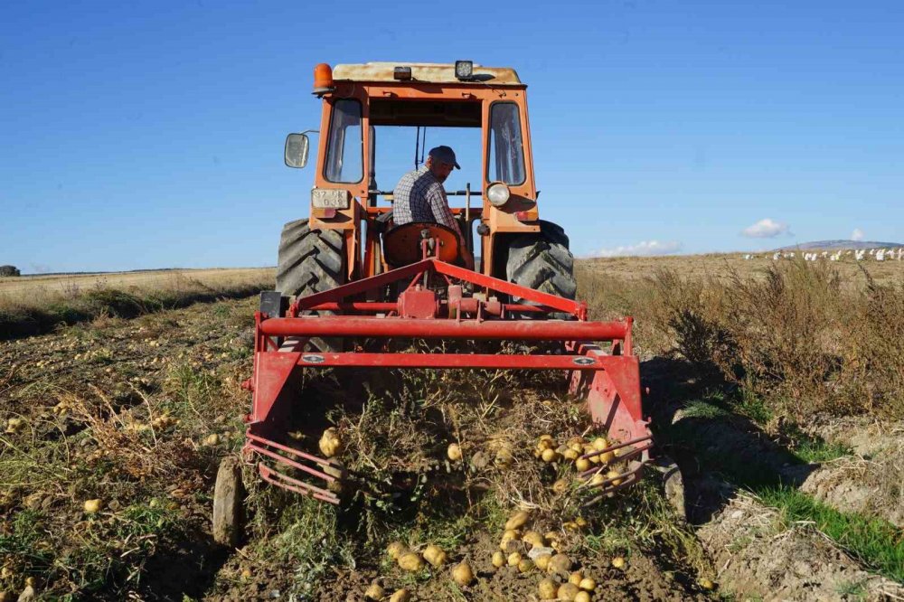 Kastamonu'da Deneme Amaçlı Ekilen Patates, İki İlçenin Geçim Kaynağı Oldu