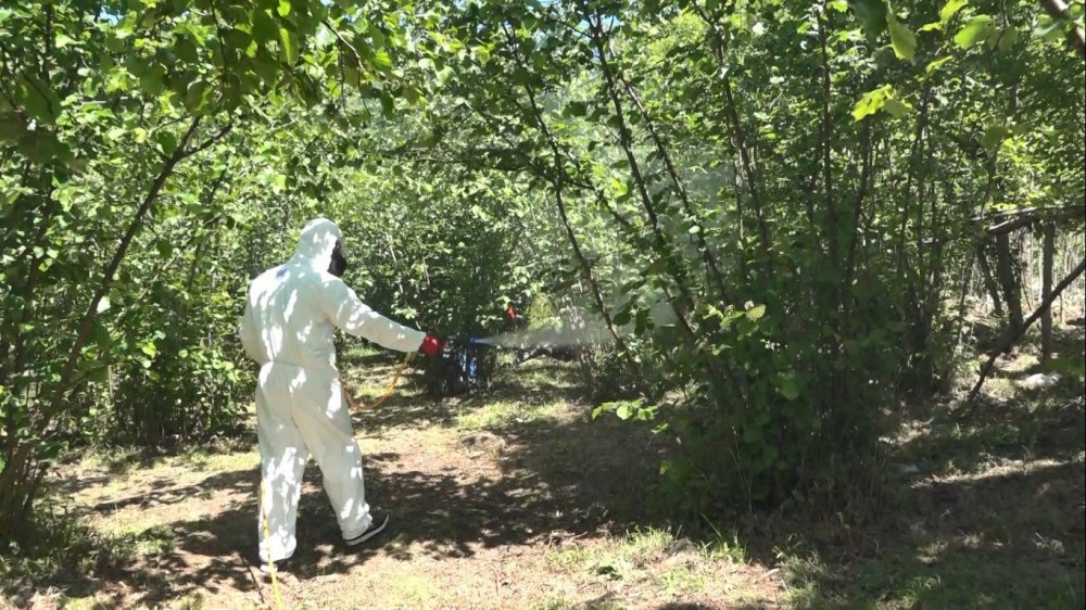 Kahverengi Kokarcaya Karşı Topyekun Kışlak Mücadelesi