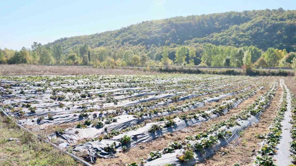 Samsun’da Çilek Üretimi Yaygınlaşıyor