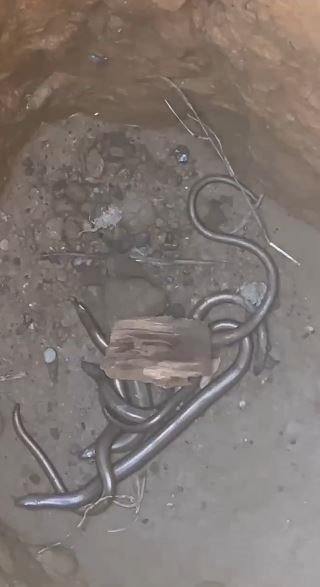 Elektrik Direği İçin Açılan Kuyuya Düşen Kör Kertenkeleler İşçileri Bile Şaşırttı