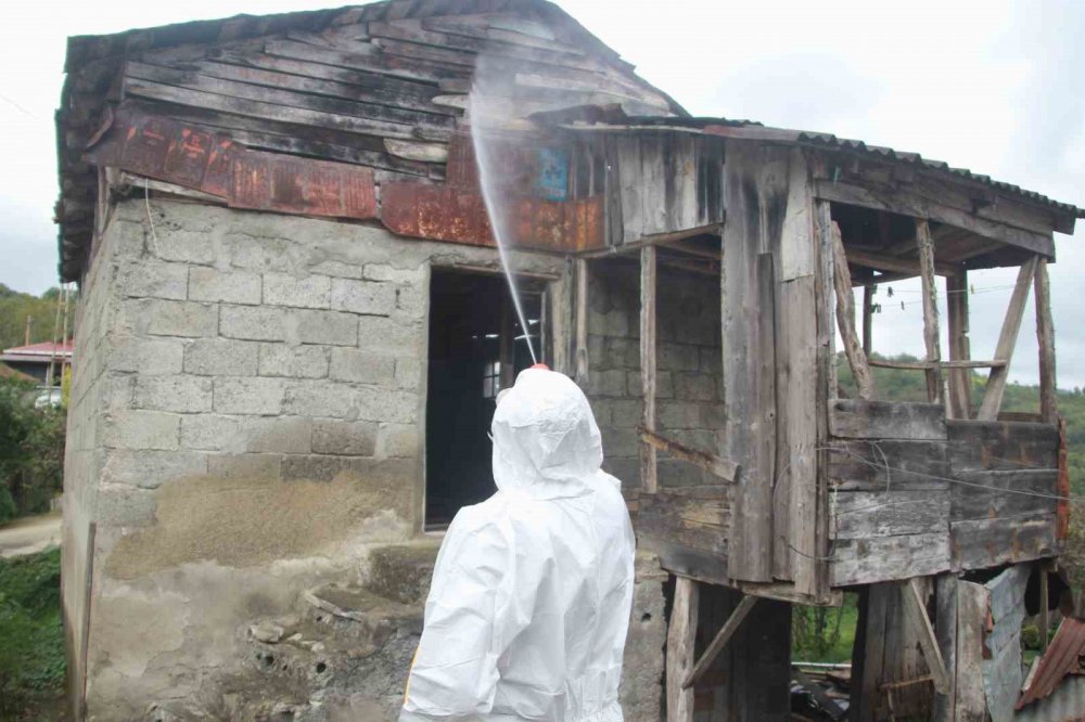Ordu’da Kahverengi Kokarcaya Karşı Topyekûn Mücadele Başlatıldı