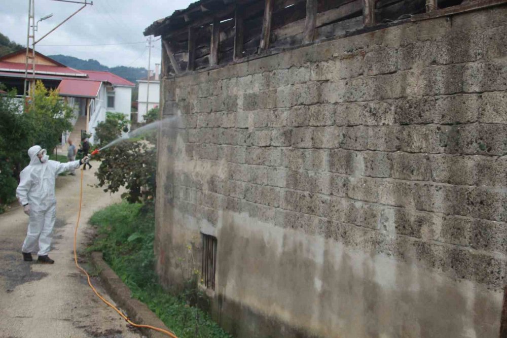 Ordu’da Kahverengi Kokarcaya Karşı Topyekûn Mücadele Başlatıldı