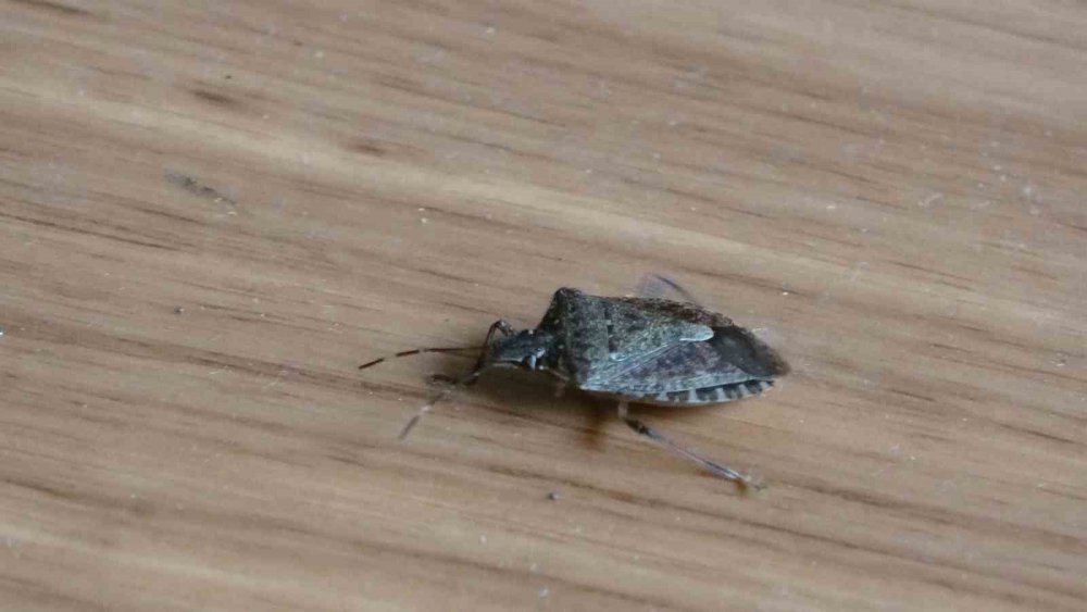 Ordu’da Kahverengi Kokarcaya Karşı Topyekûn Mücadele Başlatıldı