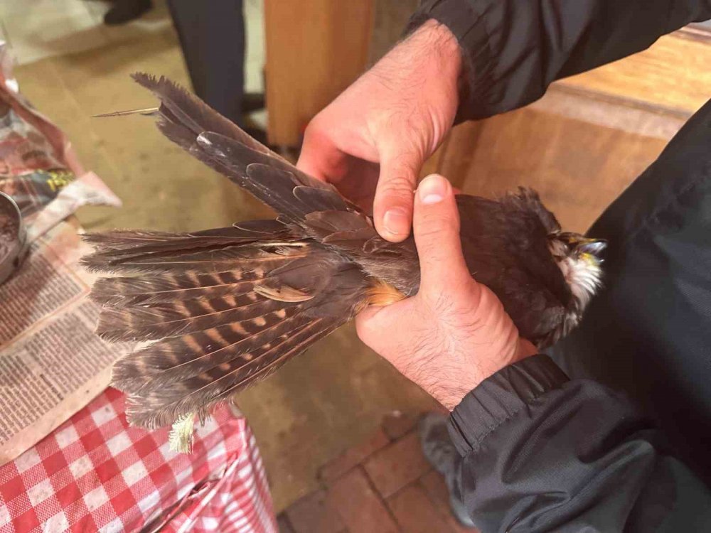 Rizeli İşyerine yaralı doğanı elleriyle besledi