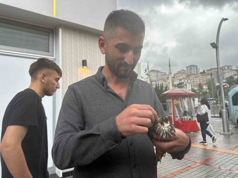 Rizeli İşyerine yaralı doğanı elleriyle besledi