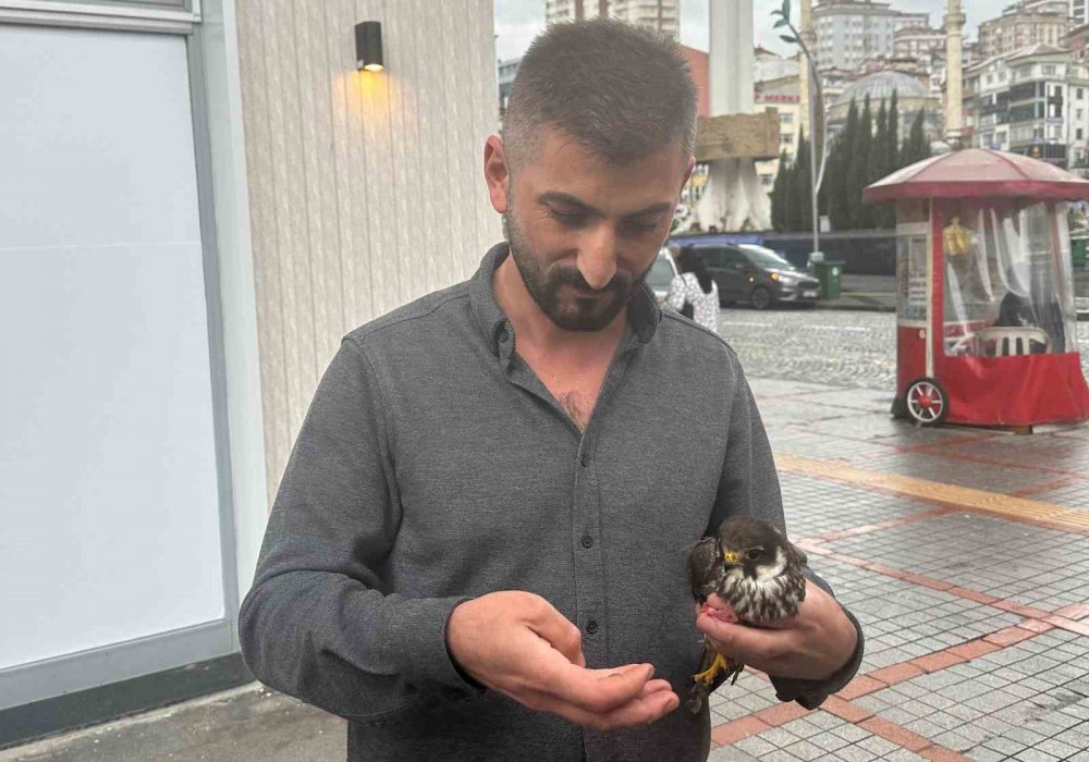 Rizeli İşyerine yaralı doğanı elleriyle besledi