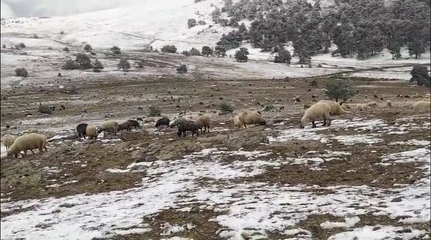 Tokat'ta Kar Yağışına Yaylada Yakalandı, Koyunlarına Türkü Söyleyerek Duygusal Anlar Yaşattı