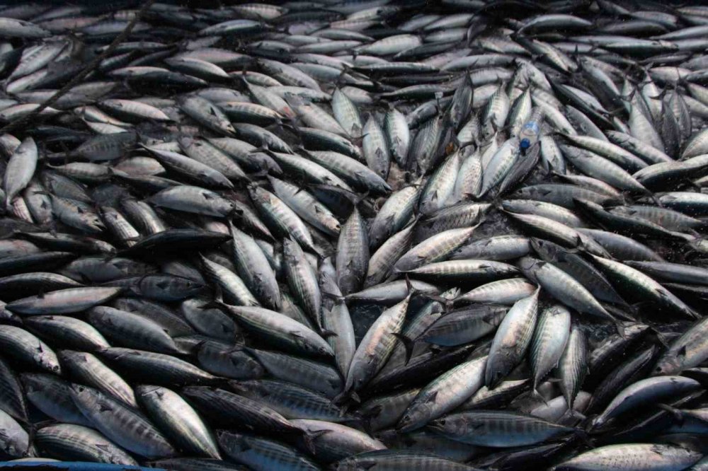 Balıkçılar hamsiden gelecek iyi haberi bekliyor