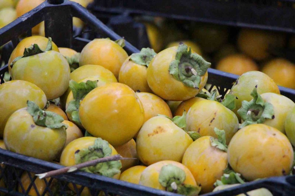 Çiğdemlik Köyünde Bütün Ağaçlar ‘sarı Altın’: Kurusunun Kilosu 250 Tl