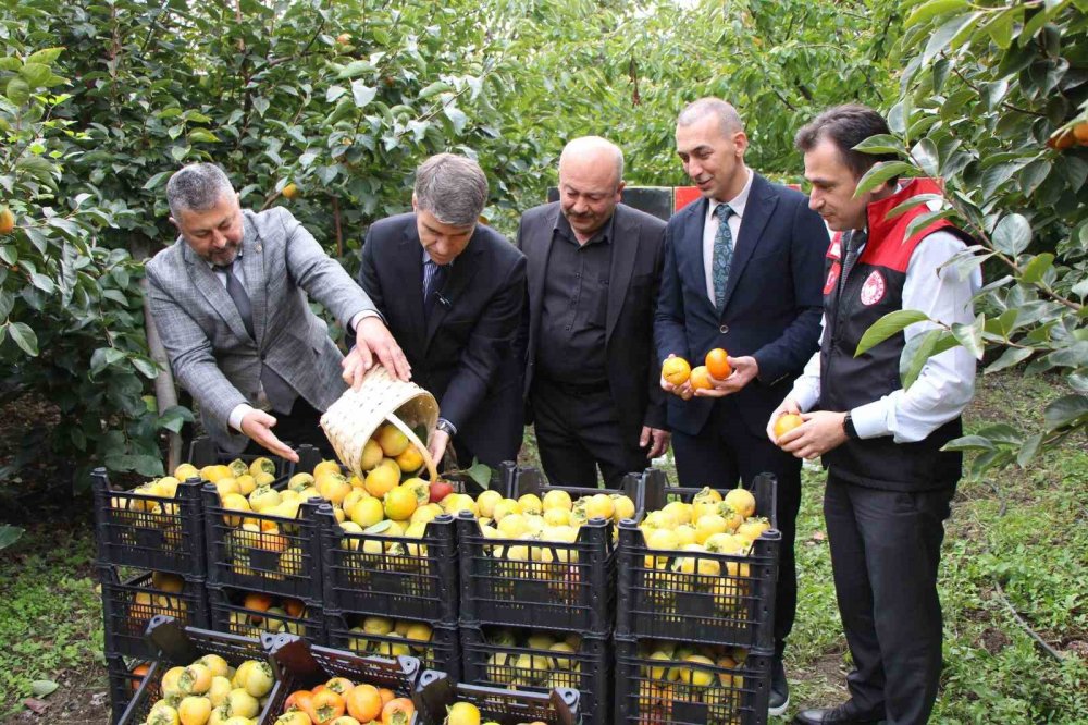 Çiğdemlik Köyünde Bütün Ağaçlar ‘sarı Altın’: Kurusunun Kilosu 250 Tl