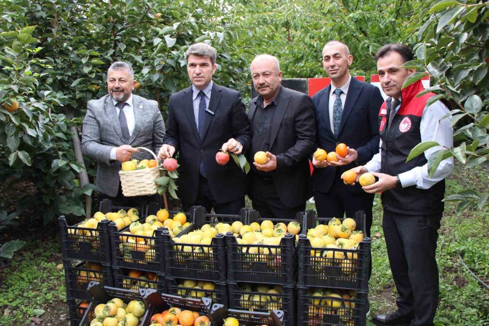 Çiğdemlik Köyünde Bütün Ağaçlar ‘sarı Altın’: Kurusunun Kilosu 250 Tl
