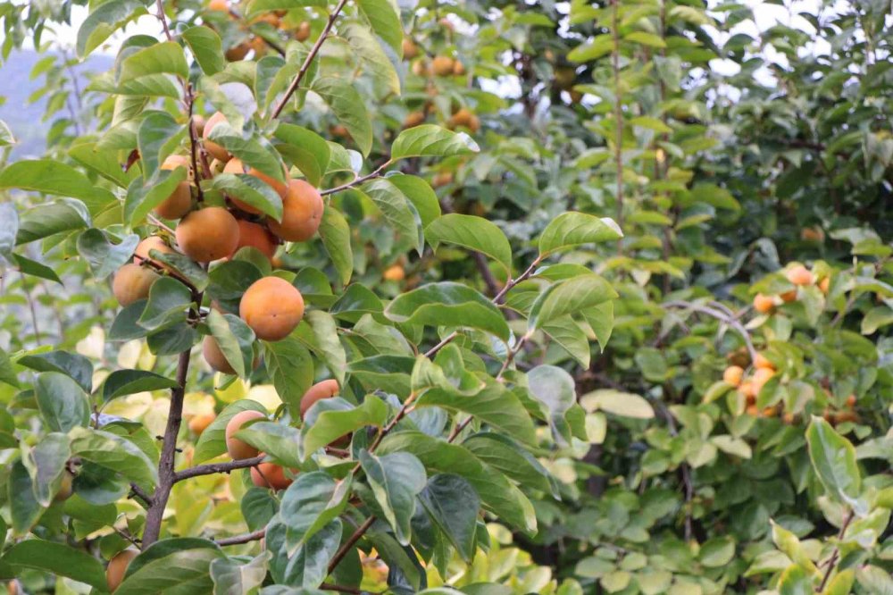 Çiğdemlik Köyünde Bütün Ağaçlar ‘sarı Altın’: Kurusunun Kilosu 250 Tl