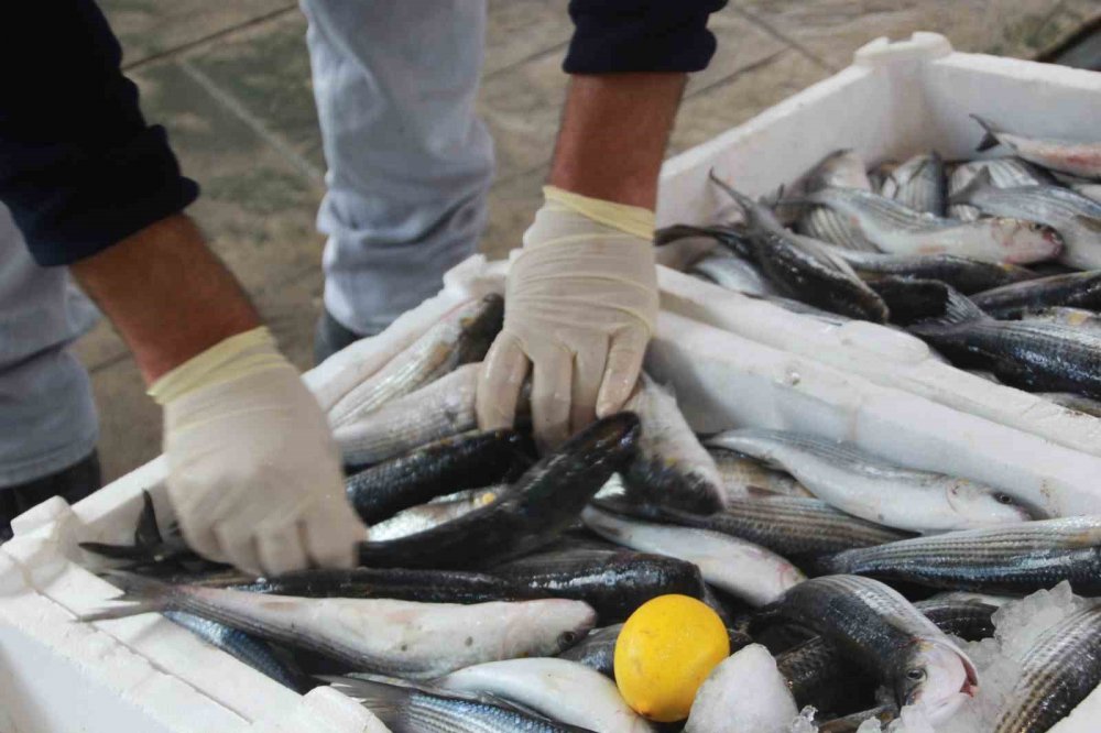 Karadeniz'de palamut fiyatları uçtu