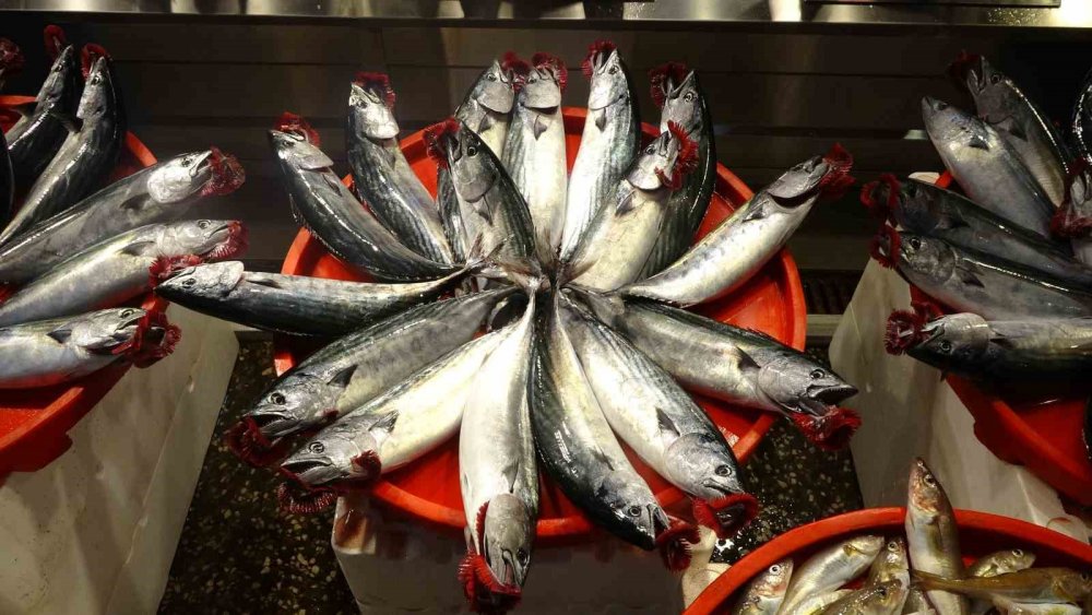 Karadeniz'de Hamsiyi Denizde Göremeyen Balıkçı Kaygılanıyor