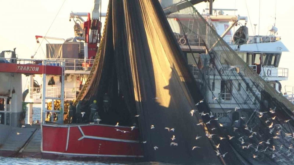 Karadeniz'de Hamsiyi Denizde Göremeyen Balıkçı Kaygılanıyor