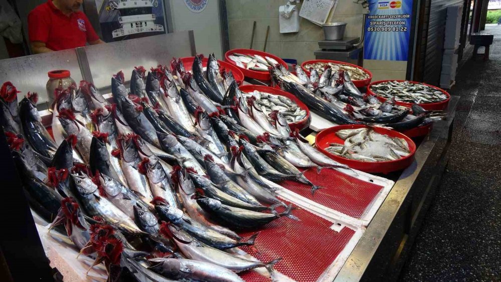 Karadeniz'de Hamsiyi Denizde Göremeyen Balıkçı Kaygılanıyor