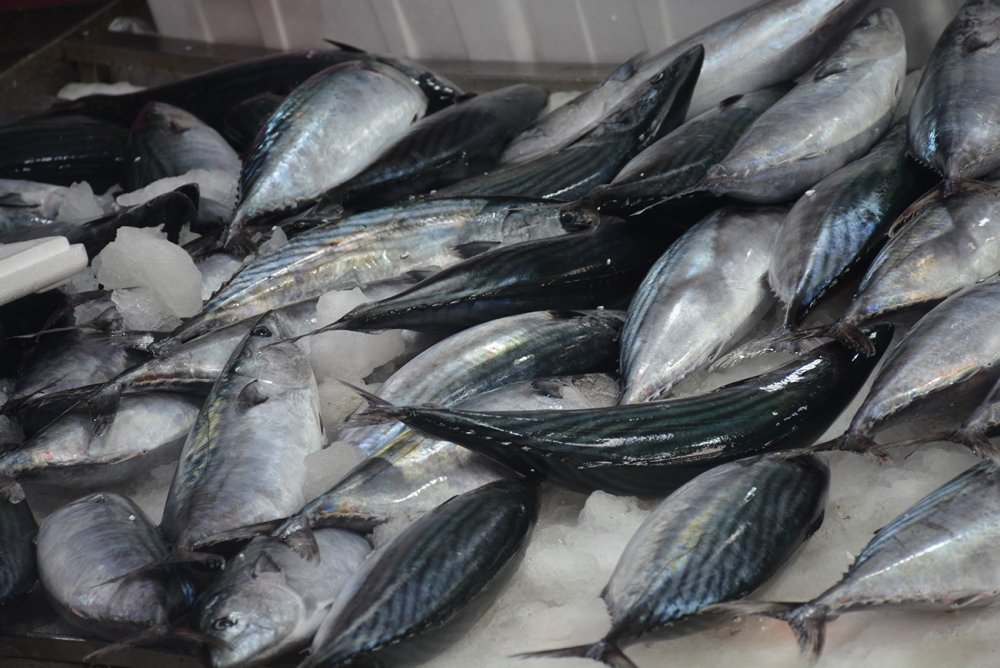 Sinop’ta Balıkçı Tezgahları Şenlendi: 1,3 Kiloluk Palamutlar 100 Lira