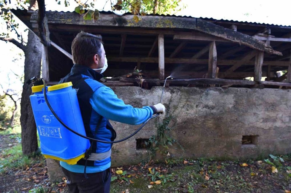 Trabzon’da Kokarcaya Geçit Yok: “2 Bin 60 Noktada, 108 Bin 800 Metrekare Alanda İlaçlama”