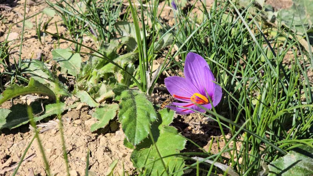 Cumhuriyet Bayramı Tatili Safranbolu’ya Yaradı