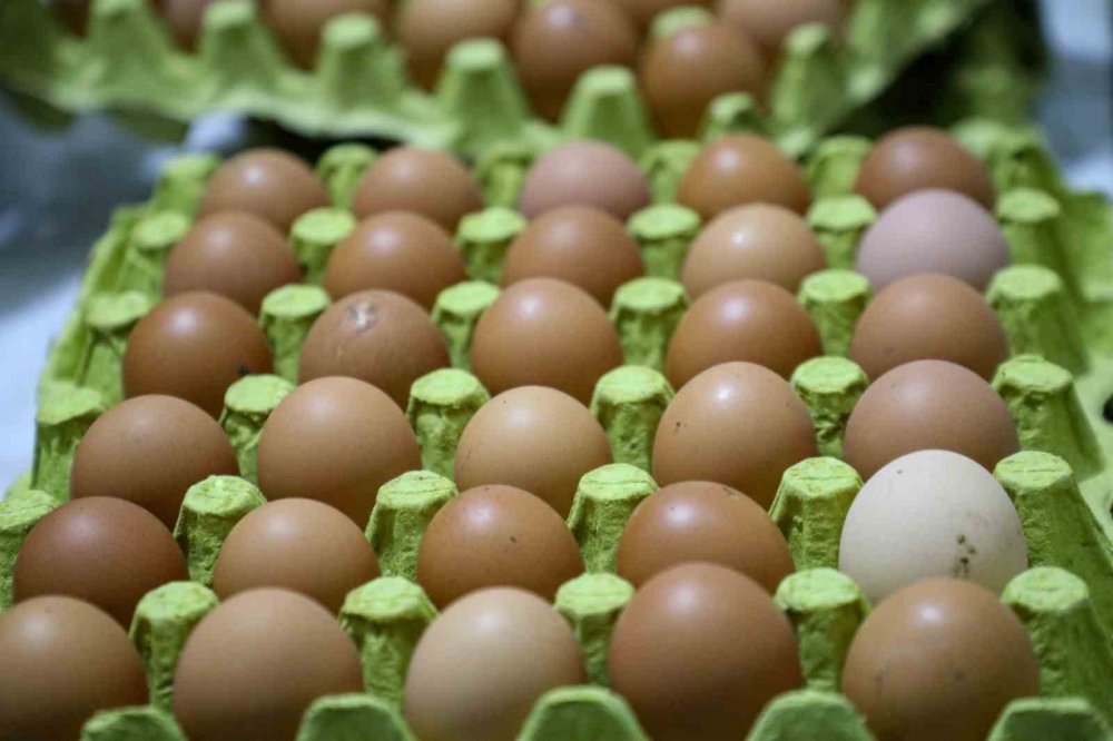 Ordu’da Yumurta Sektörü Ayağa Kalktı, yılda 45 milyon üretiliyor