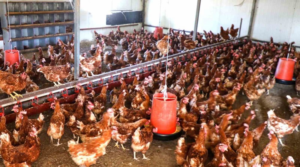 Ordu’da Yumurta Sektörü Ayağa Kalktı, yılda 45 milyon üretiliyor