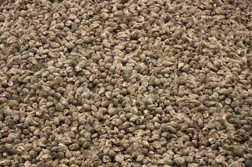 Amasya Şeker Fabrikası 80 Bin Ton Kristal Şeker Üretecek: "çayınız Karadeniz’den, Şekeriniz Amasya’dan Olsun"