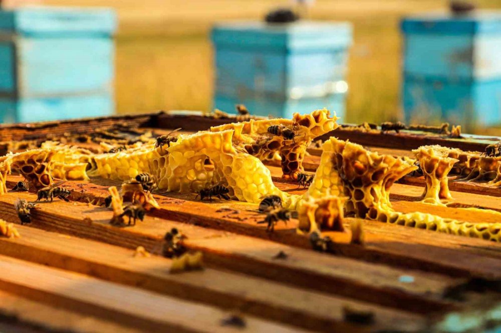 Arılı Kovan Destekleme Başvuruları 8 Kasım’a Kadar Uzatıldı