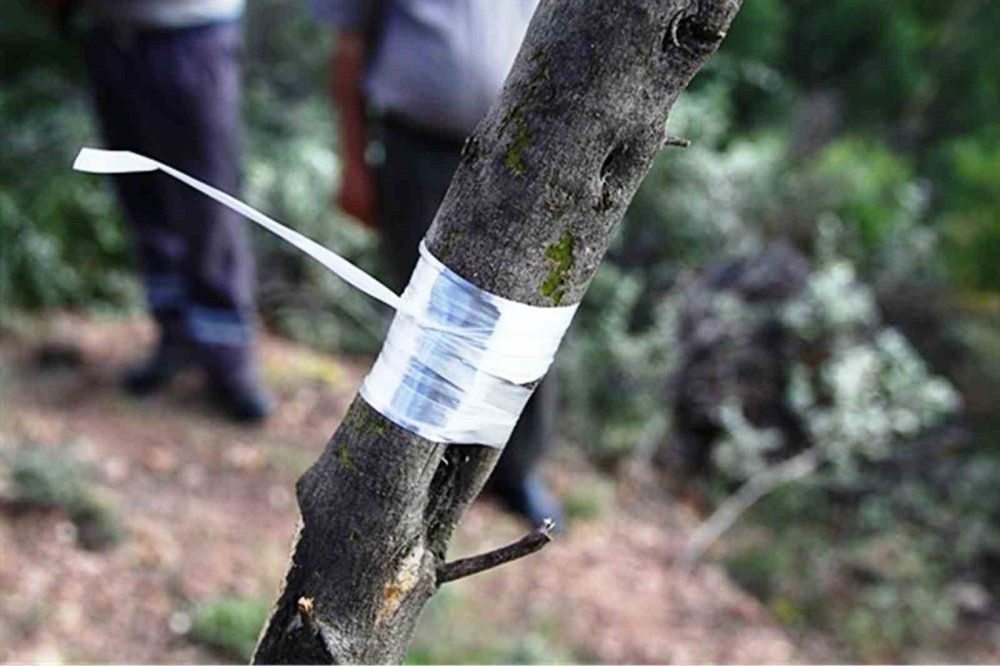 Samsun’da 11 Hektarlık Alanda Yabani Zeytin Aşılaması Yapıldı
