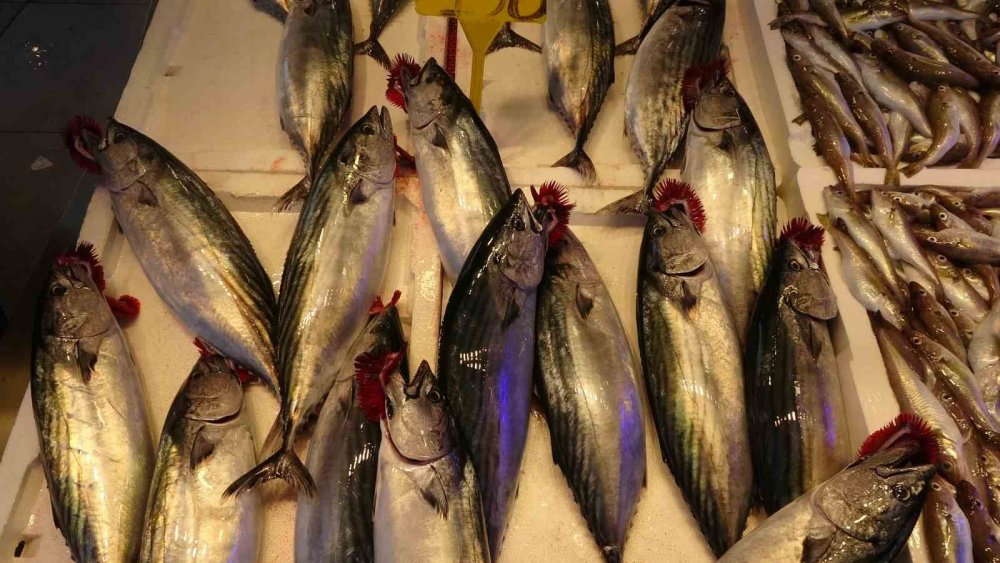 Palamut Ve Hamsi Arasındaki İhracat Rakamları Şaşırttı