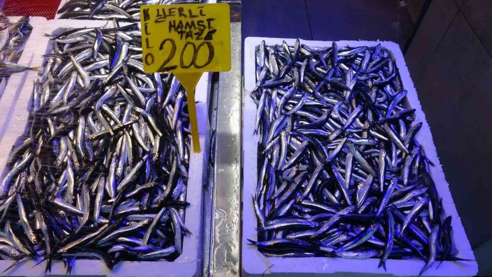 Palamut Ve Hamsi Arasındaki İhracat Rakamları Şaşırttı