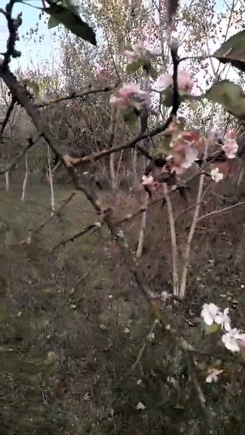 Karabük’te Elma Ağacı Kasım Ayında İkinci Kez Çiçek Açtı