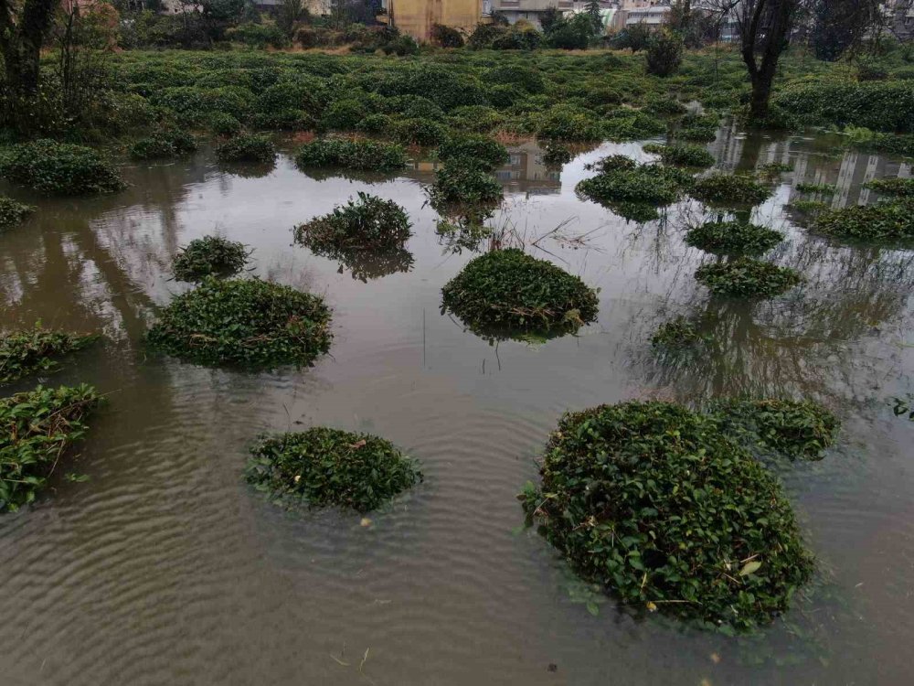 Çayeli'ndeki şiddetli yağmurdan sonra çaylıklar göle döndü
