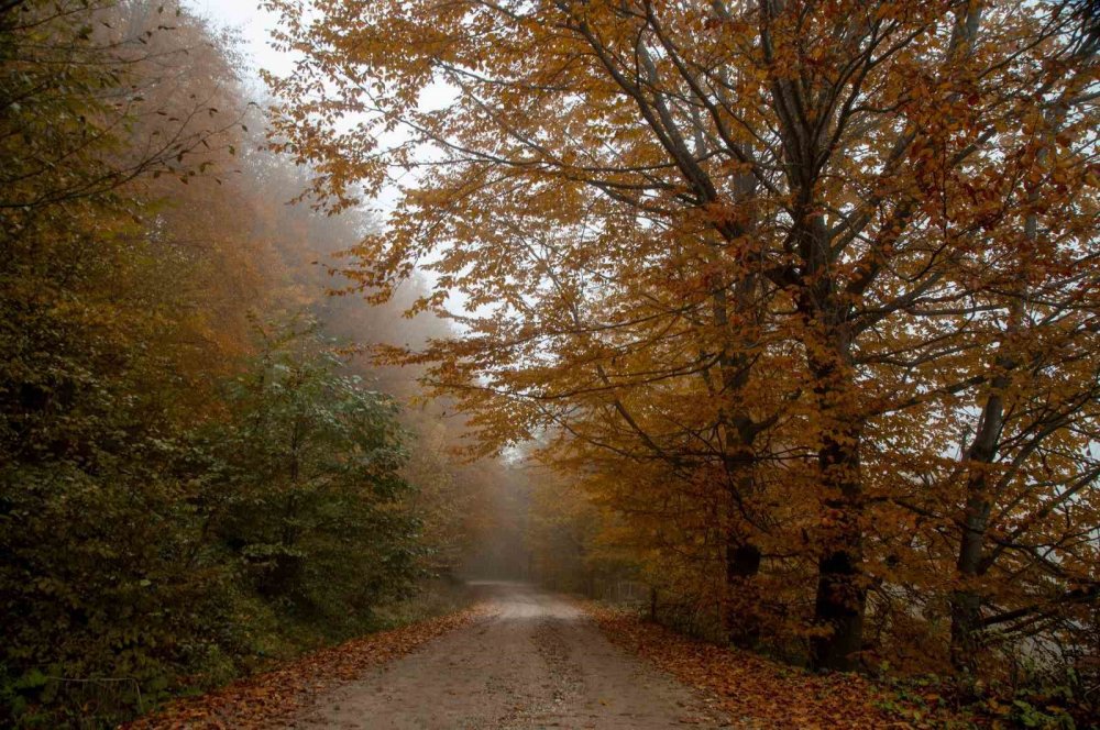 Ordu’da Sonbaharda Renk Cümbüşü