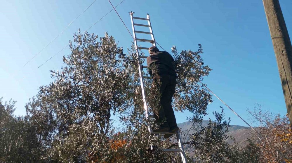Yusufeli'nin Zirvesinden Dünya Sofralarına: Butko Zeytini'nin Efsanevi Hasadı Devam Ediyor