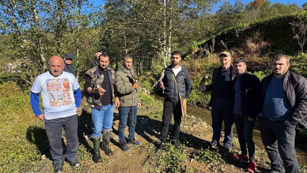 Rize'de Atmacalar bıldırcın avı için yarıştılar