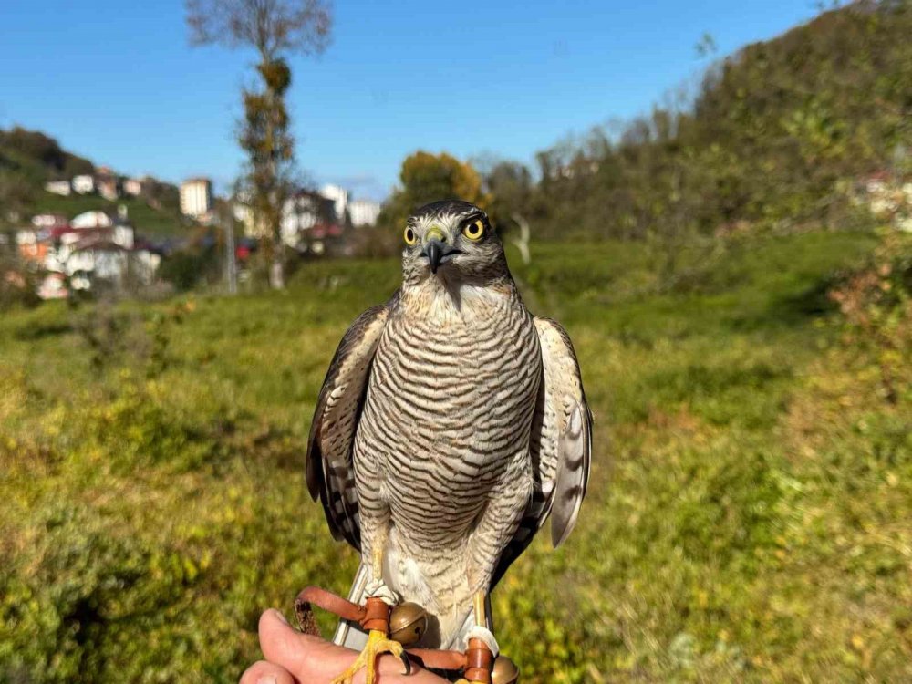 Rize'de Atmacalar bıldırcın avı için yarıştılar