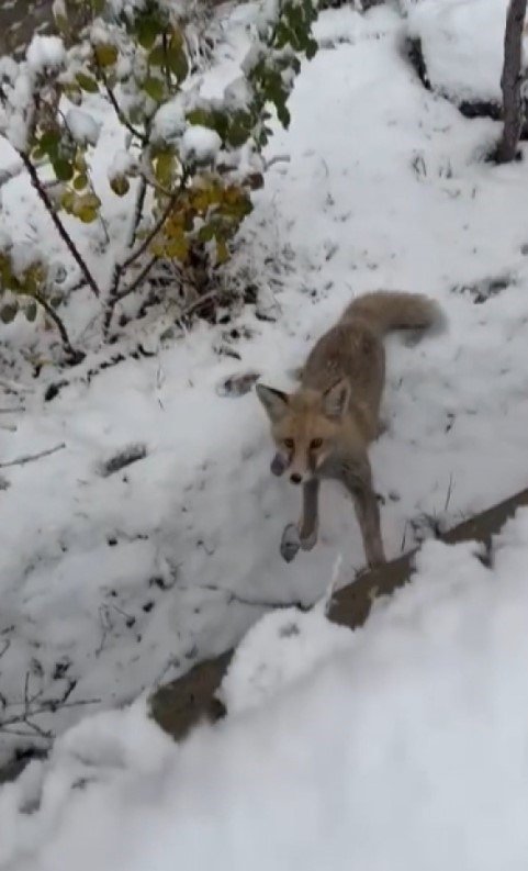 Gümüşhane’de Tilki Site Bahçesini Mesken Edindi