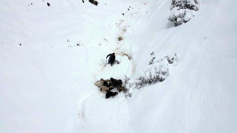 Erzurum’da 350 Koyun Uçurumdan Düştü