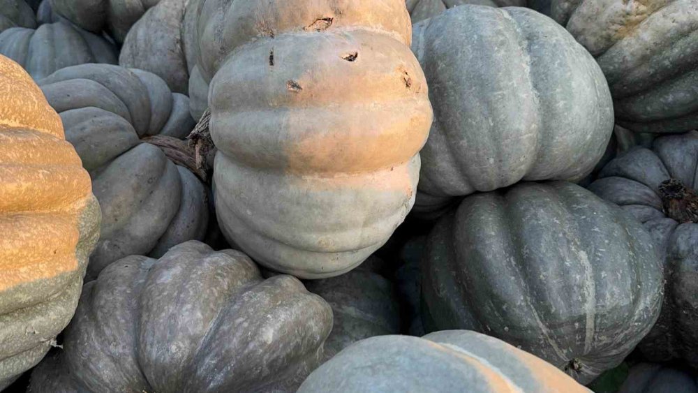 Ünlü Bal Kabağı Kilosu 10 Liradan Tezgaha İndi