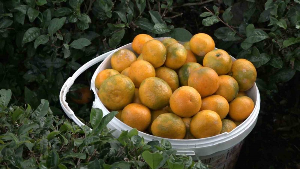 Rize Derepazarı mandalinası kemençe eşliğinde hasat edilmeye başladı