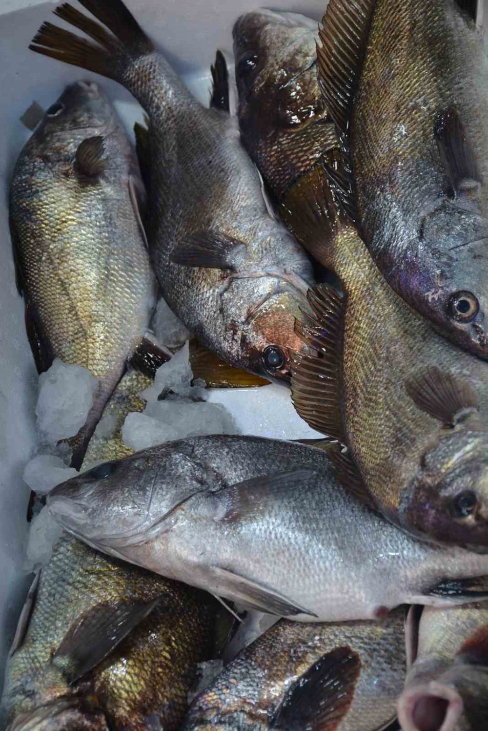 Böbrek Taşı Düşürdüğüne İnanılan Eşkina Balığı Tezgahlarda