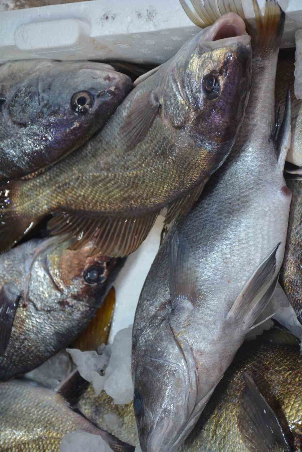 Böbrek Taşı Düşürdüğüne İnanılan Eşkina Balığı Tezgahlarda