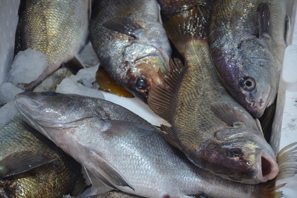 Böbrek Taşı Düşürdüğüne İnanılan Eşkina Balığı Tezgahlarda