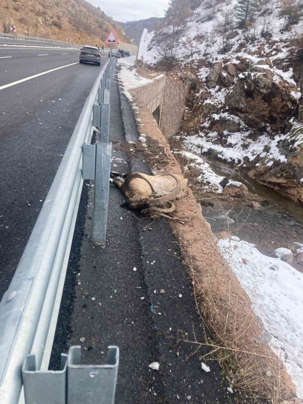 Gümüşhane’de Otomobilin Çarptığı Koruma Altındaki Yaban Keçisi Telef Oldu