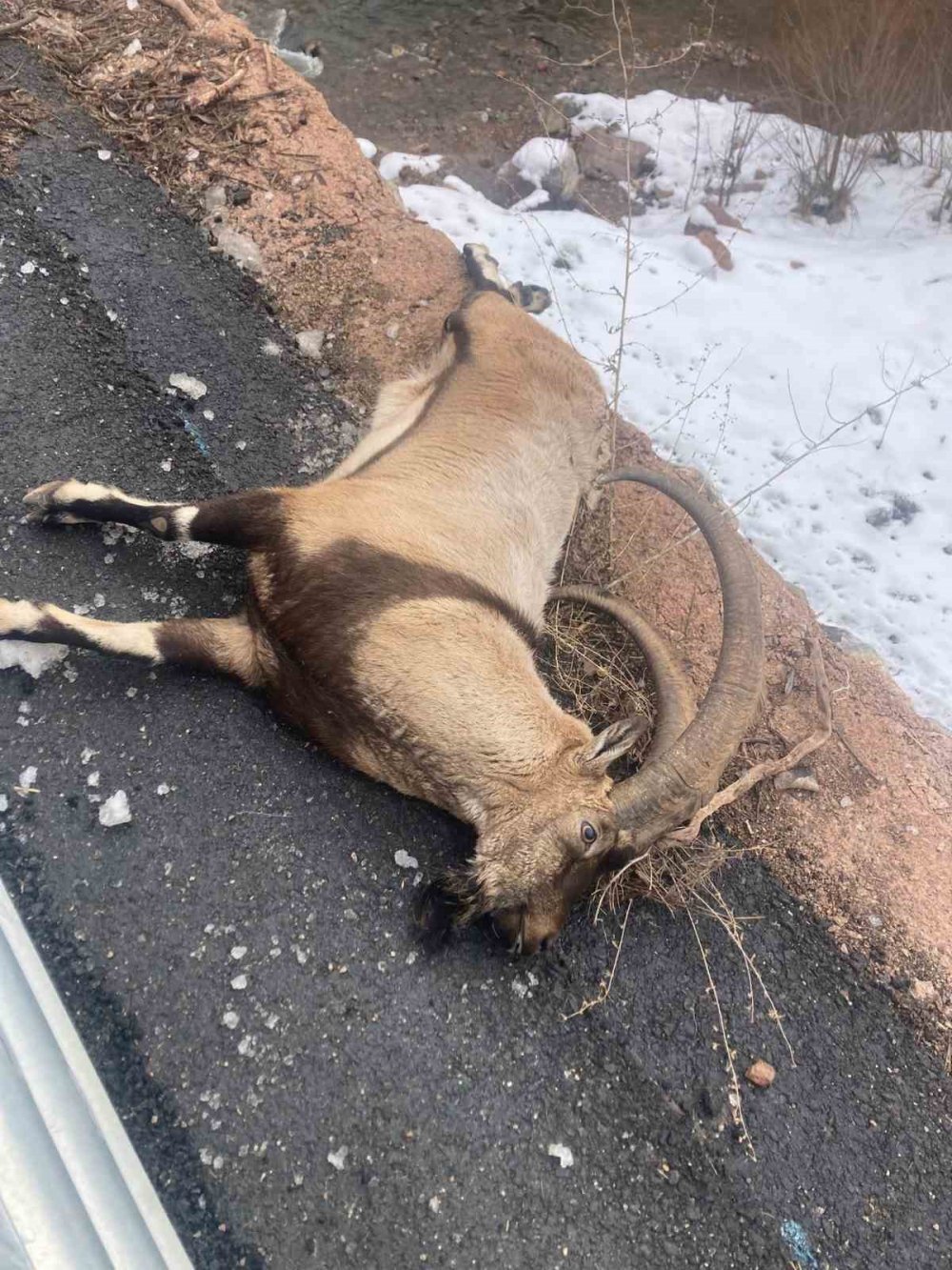 Gümüşhane’de Otomobilin Çarptığı Koruma Altındaki Yaban Keçisi Telef Oldu