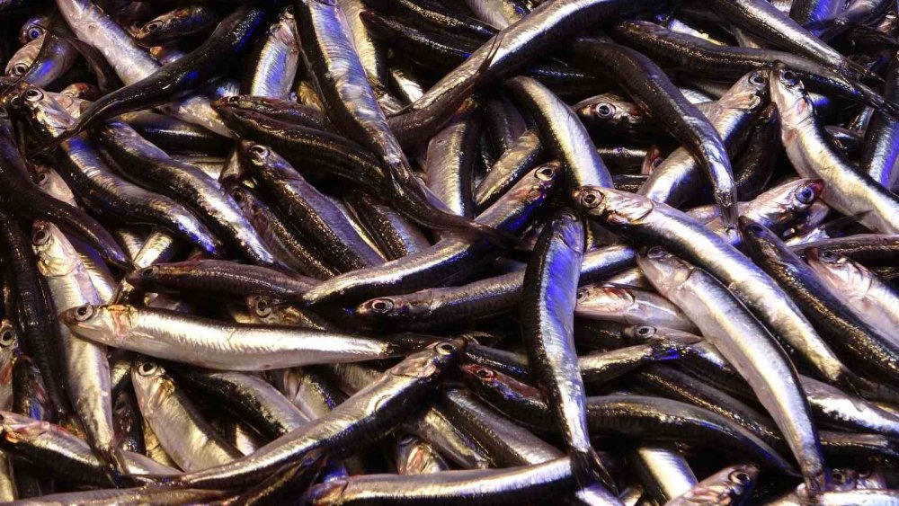 Karadeniz'de Fırtına çıktı balık fiyatları arttı