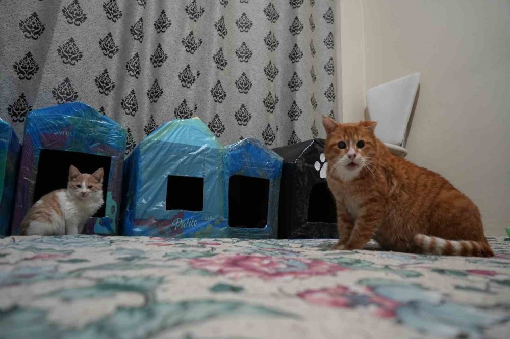 Gümüşhane’de Öğrenciler Engelli Kediler İçin Kedi Evi Yaptı